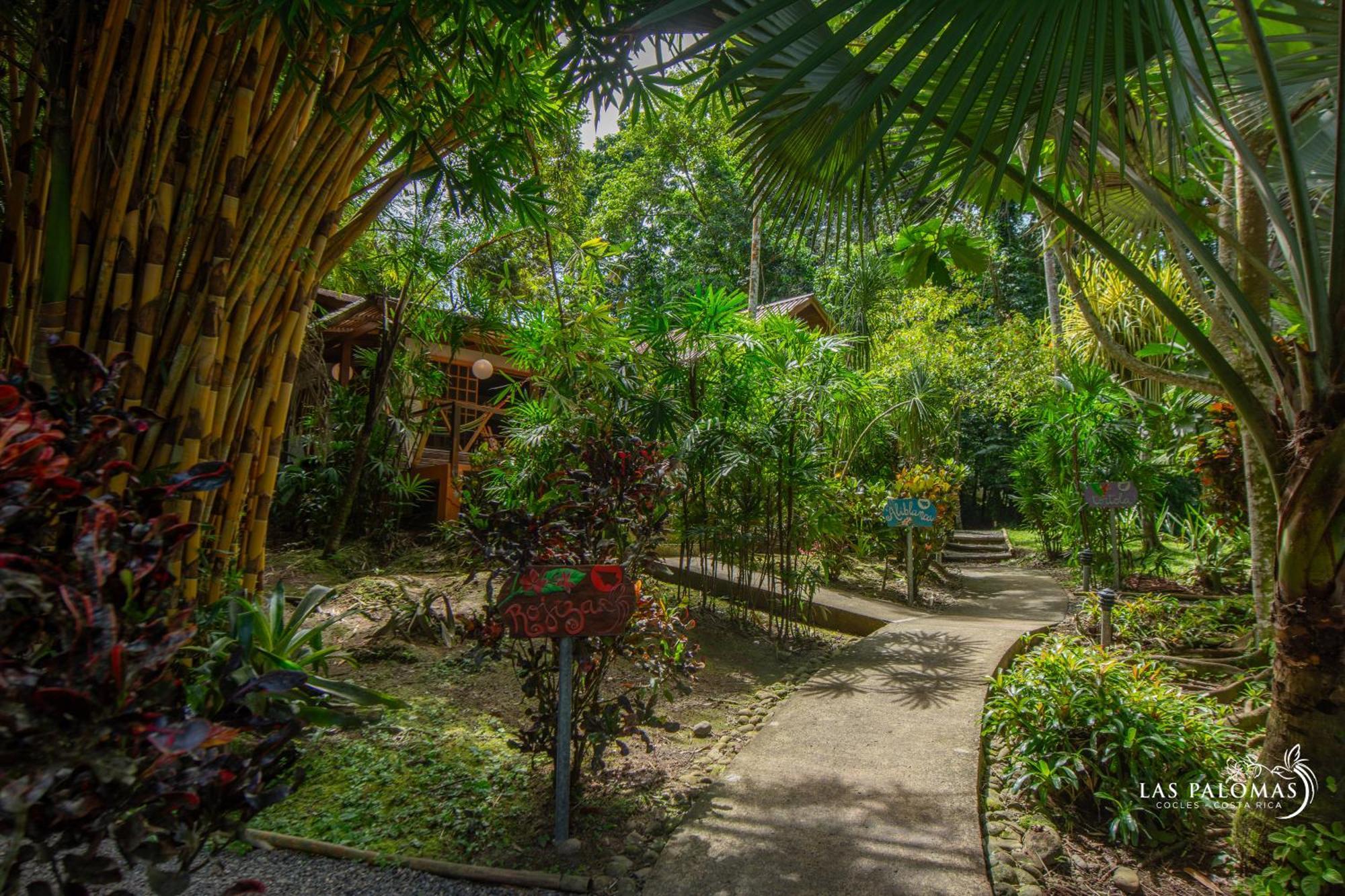 Las Palomas Villas Cocles Extérieur photo